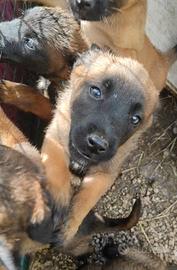 Pastore Belga Malinois