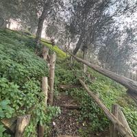 Terreno Agricolo ad Alberi (Meta)