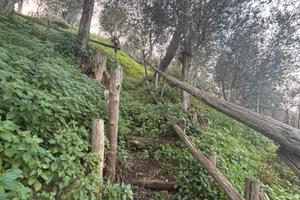 Terreno Agricolo ad Alberi (Meta)