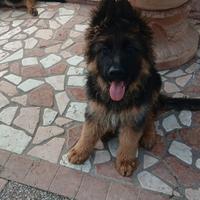 Cucciolo pastore tedesco