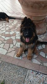 Cucciolo pastore tedesco