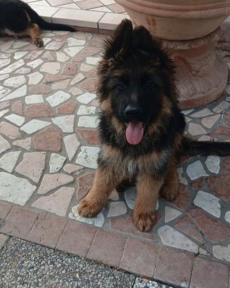 Cucciolo pastore tedesco