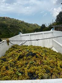 Vigneti