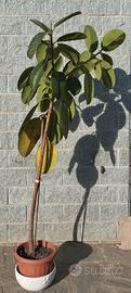 Pianta Ficus 1.80