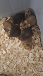 Criceti europei varie colorazioni