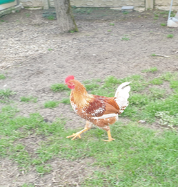 Gallo