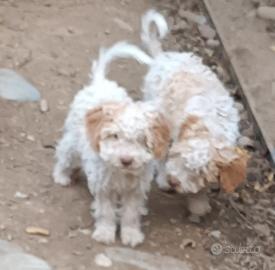 Cuccioli di lagotto