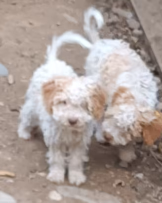 Cuccioli di lagotto