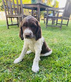 Springer Spaniel Inglese