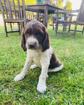 Springer Spaniel Inglese