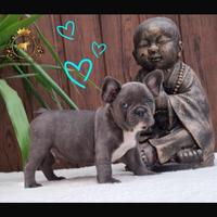 Strepitoso maschietto bulldog francese total blu