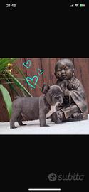 Strepitoso maschietto bulldog francese total blu