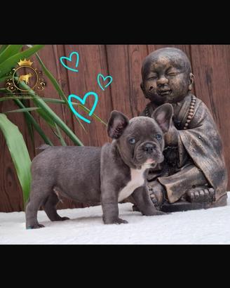 Strepitoso maschietto bulldog francese total blu