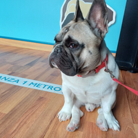 Disponibile per MONTA ACCOPPIAMENTO BULLDOG FRANCE