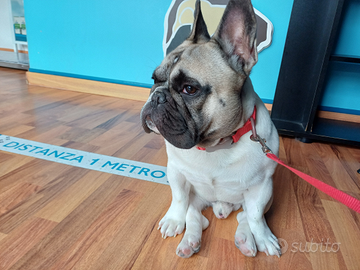 Disponibile per MONTA ACCOPPIAMENTO BULLDOG FRANCE