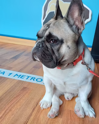 Disponibile per MONTA ACCOPPIAMENTO BULLDOG FRANCE