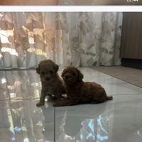 Cuccioli barboncino Mini toy