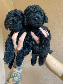 Barboncini Toy e Minitoy