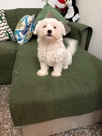 Cucciola maltese toy