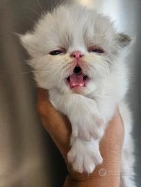 Gatto persiano femmina e maschio