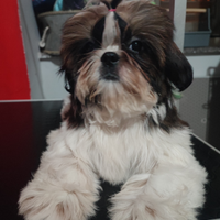 Shih Tzu con pedigree