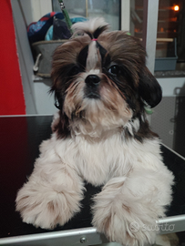 Shih Tzu con pedigree