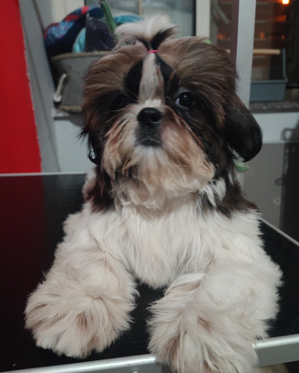 Shih Tzu con pedigree