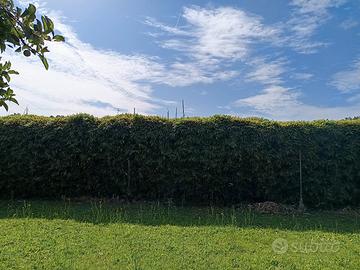 canne di bambù 