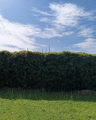 canne di bambù 