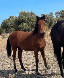 Puledra anglo araba