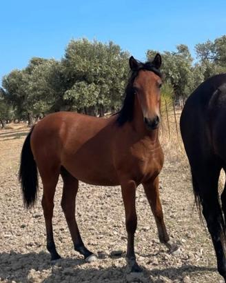 Puledra anglo araba