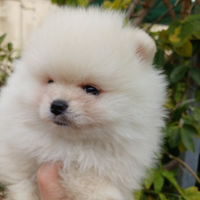 Cucciolo spitz Pomerania nano