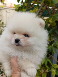 Cucciolo spitz Pomerania nano