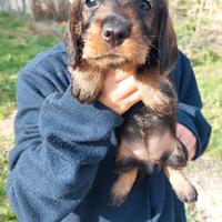 Cuccioli di bassotto nano a pelo duro