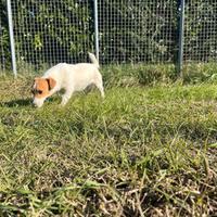Maschio Jack Russell