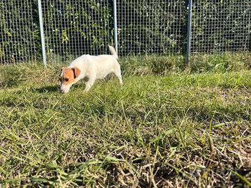 Maschio Jack Russell