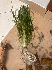 Cryptocoryne spiralis