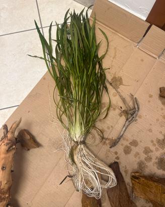 Cryptocoryne spiralis