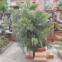 araucaria cunninghamii in vaso h.2mt circa vera