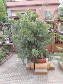 araucaria cunninghamii in vaso h.2mt circa vera