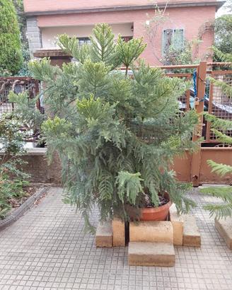 araucaria cunninghamii in vaso h.2mt circa vera