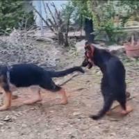 Cucciolona di Pastore Tedesco