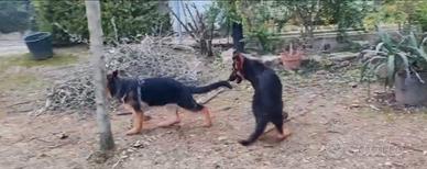 Cucciolona di Pastore Tedesco