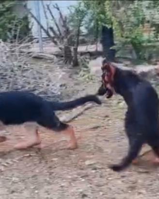 Cucciolona di Pastore Tedesco