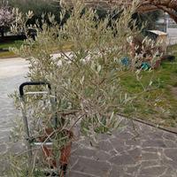 Olivo di 5 anni