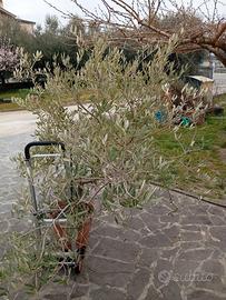 Olivo di 5 anni