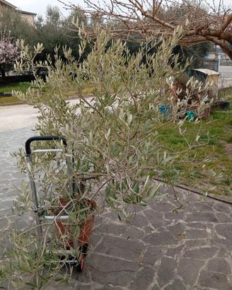 Olivo di 5 anni