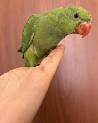 Pappagalli