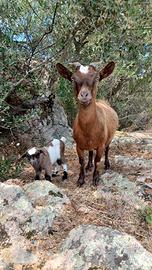 Capretto tibetano puro