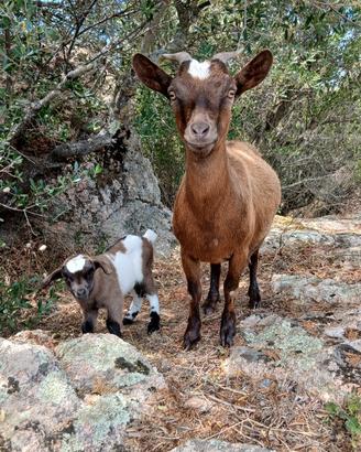 Capretto tibetano puro
